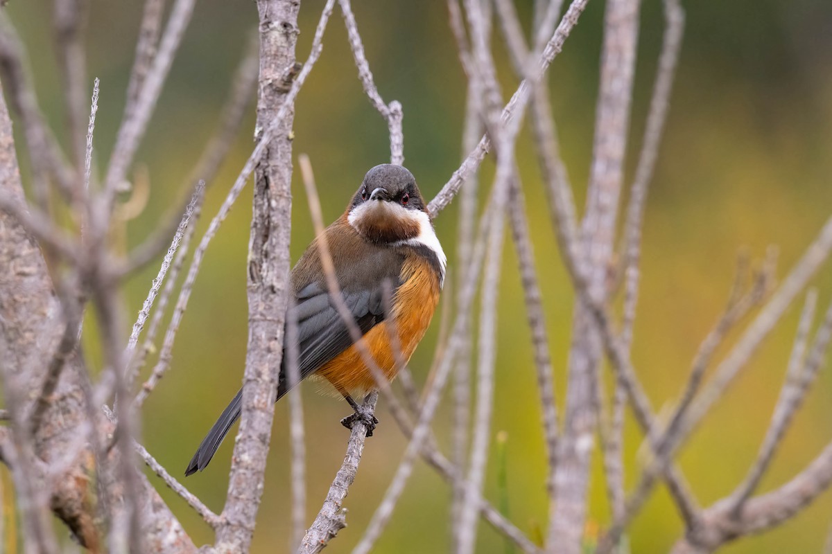 Eastern Spinebill - ML637571283
