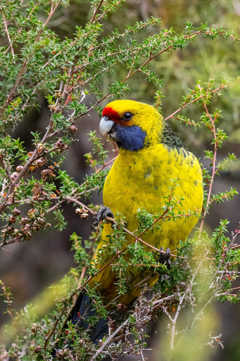 Green Rosella - ML637571286
