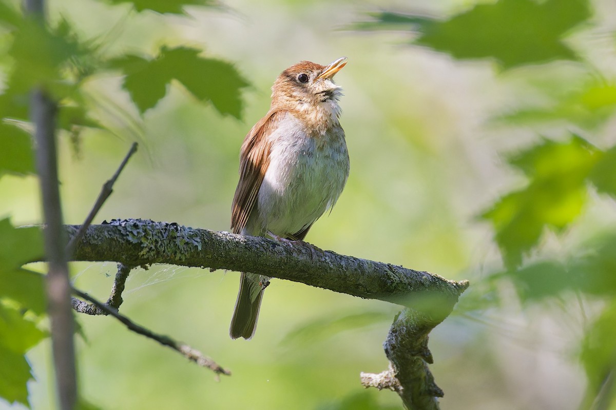 Veery - ML637571363