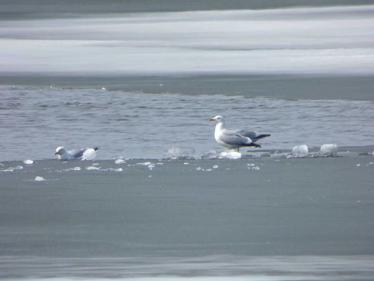 American Herring Gull - ML637571366