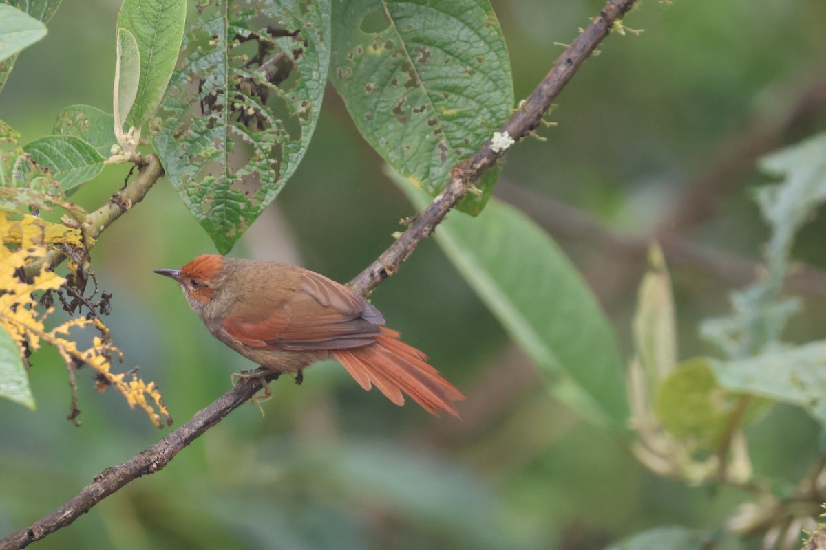 Red-faced Spinetail - ML637571372