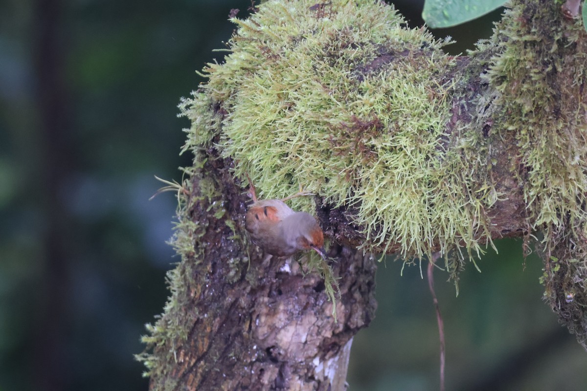 Slaty Spinetail - ML637571400