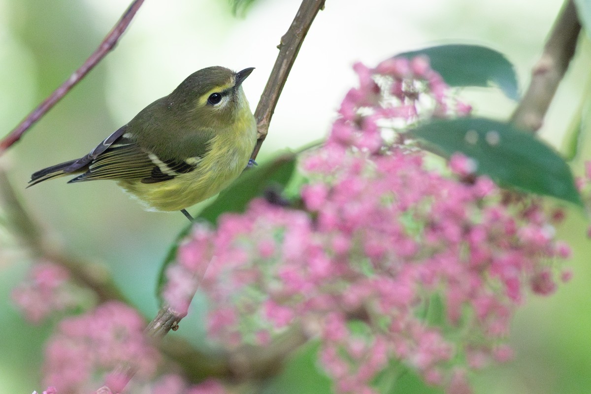Yellow-winged Vireo - ML637571406