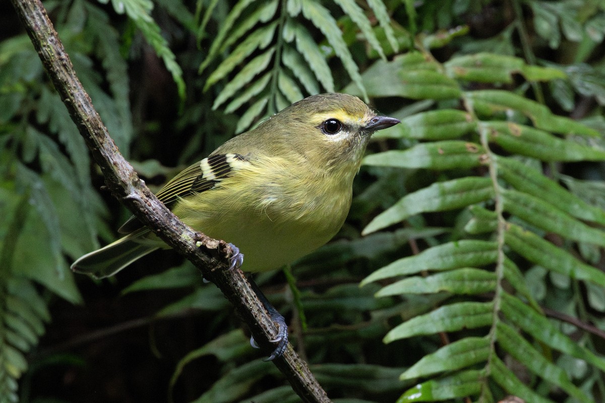 Yellow-winged Vireo - ML637571412