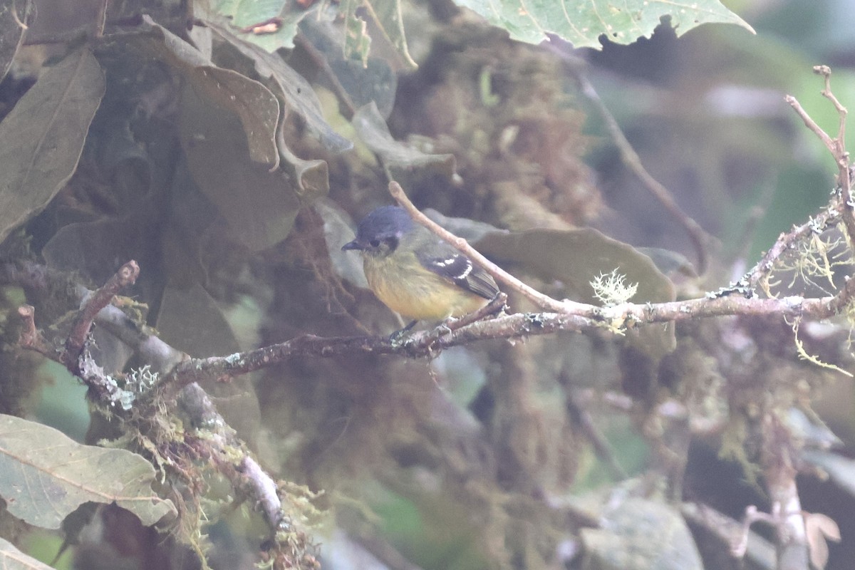 Ashy-headed Tyrannulet - ML637571415
