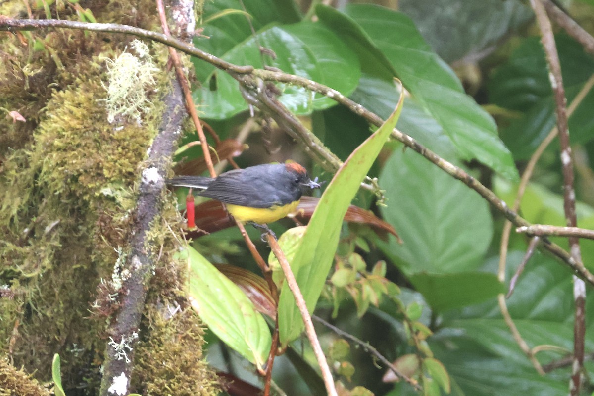 Slate-throated Redstart - ML637571422