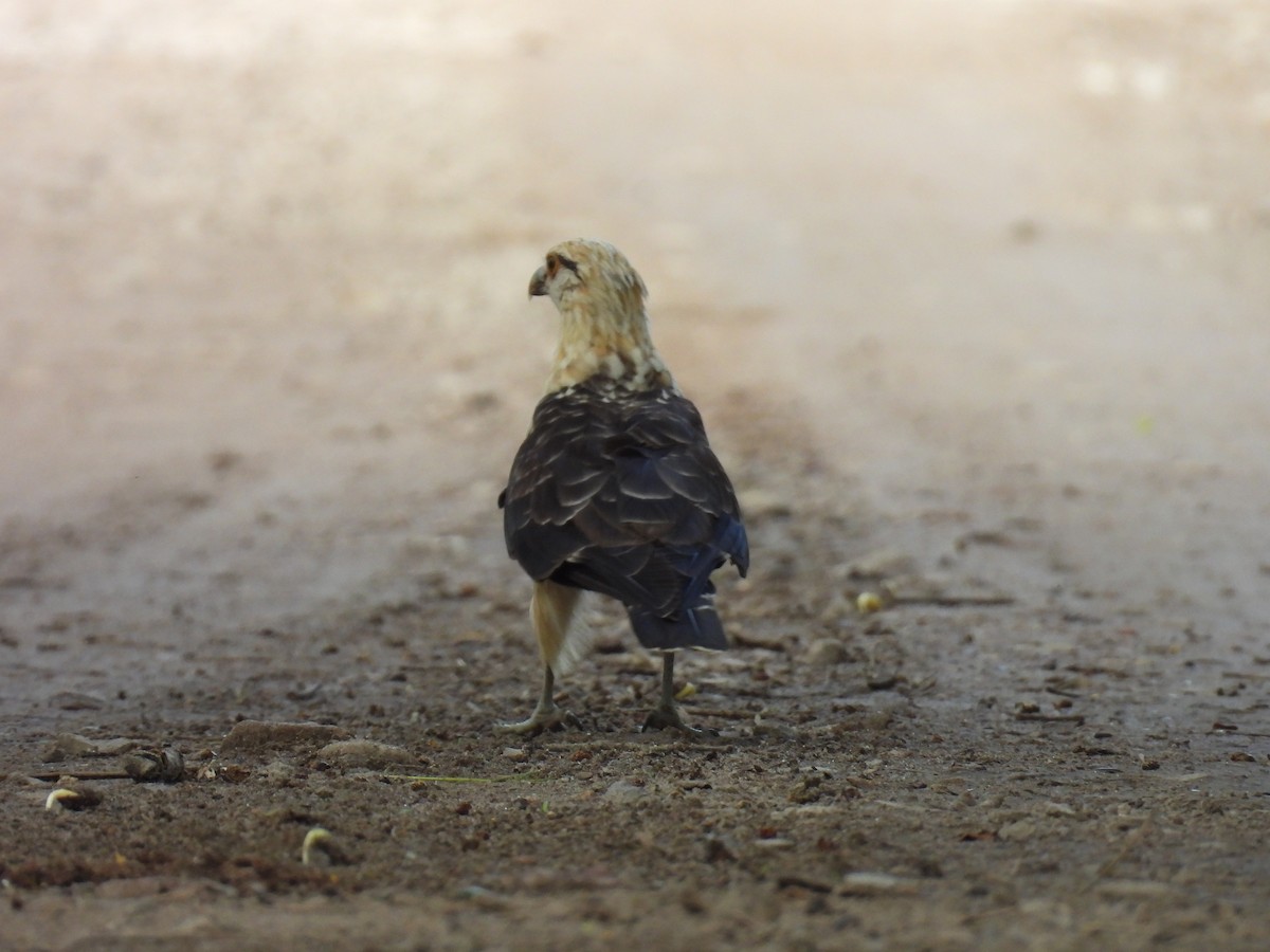 Yellow-headed Caracara - ML637571425