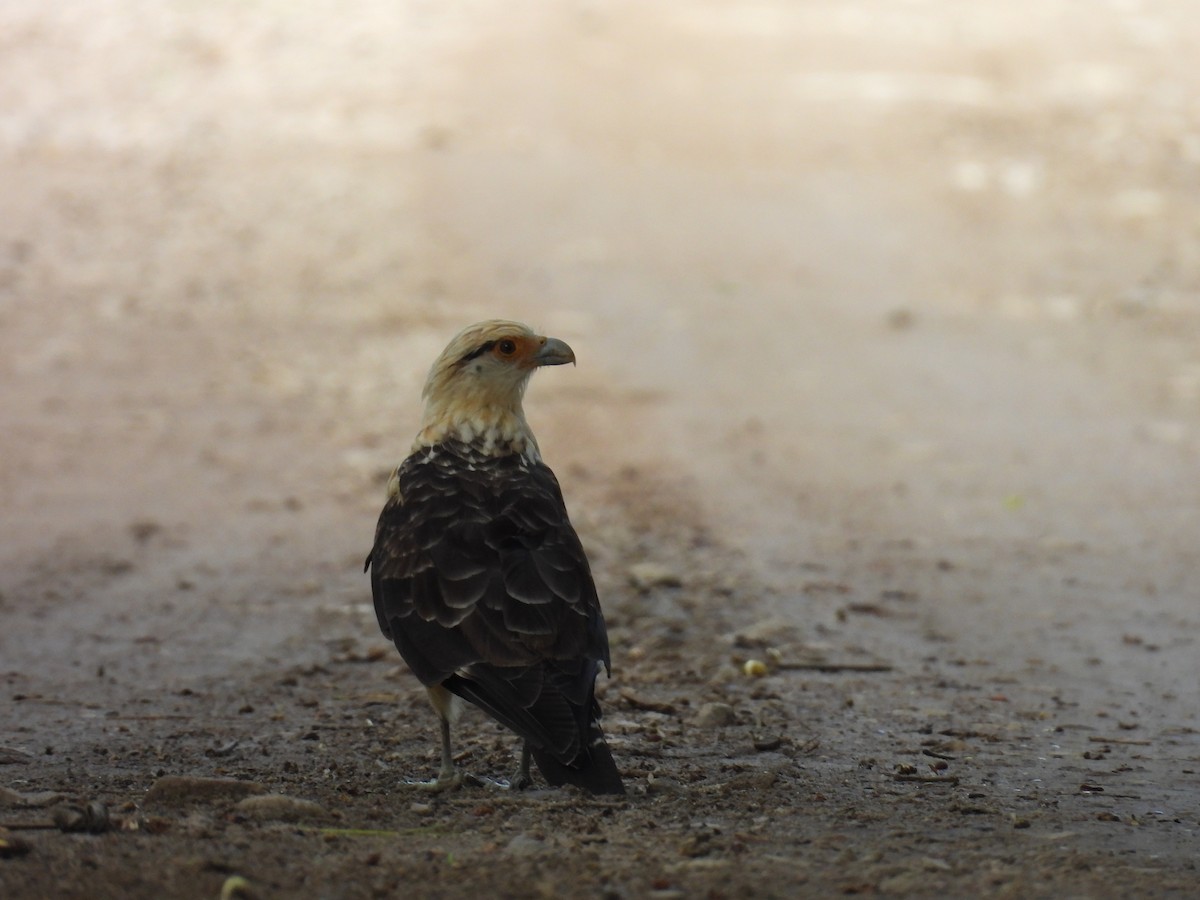 Yellow-headed Caracara - ML637571427