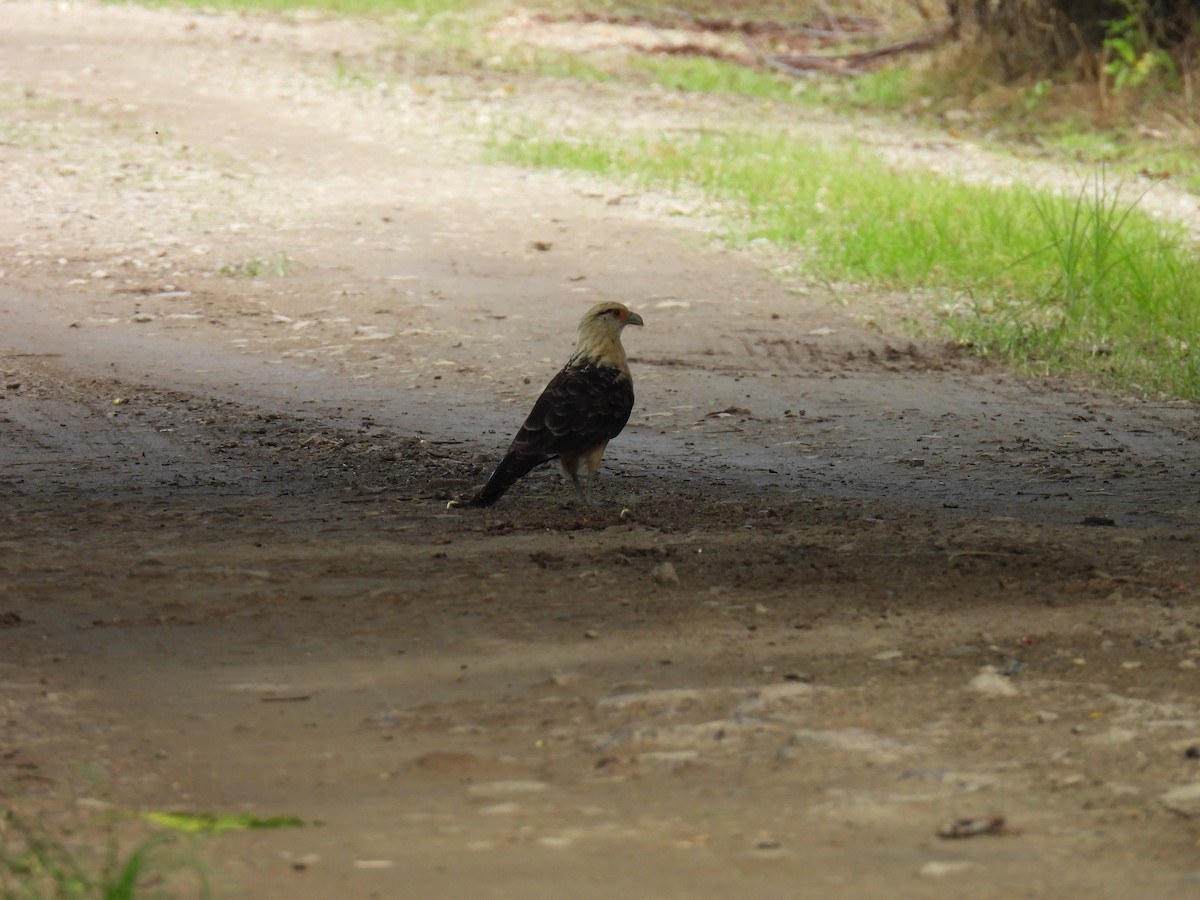 Yellow-headed Caracara - ML637571428