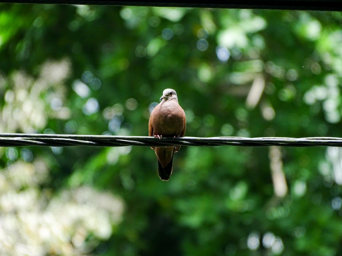 Ruddy Ground Dove - ML637571556