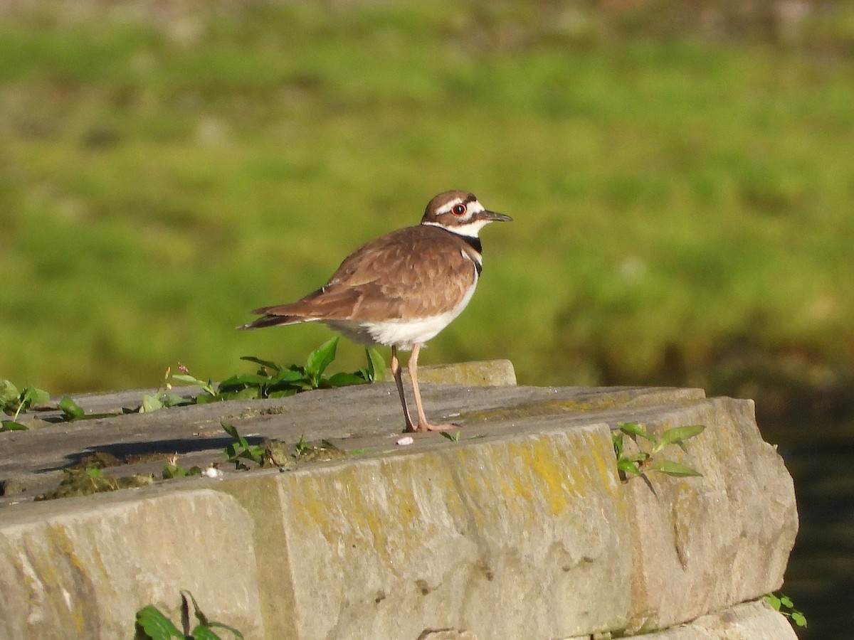 tobeltelo - ML637571584