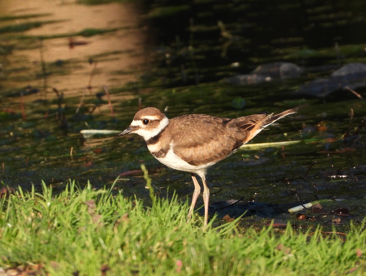 tobeltelo - ML637571606