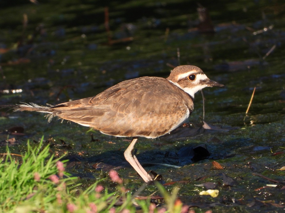 tobeltelo - ML637571619