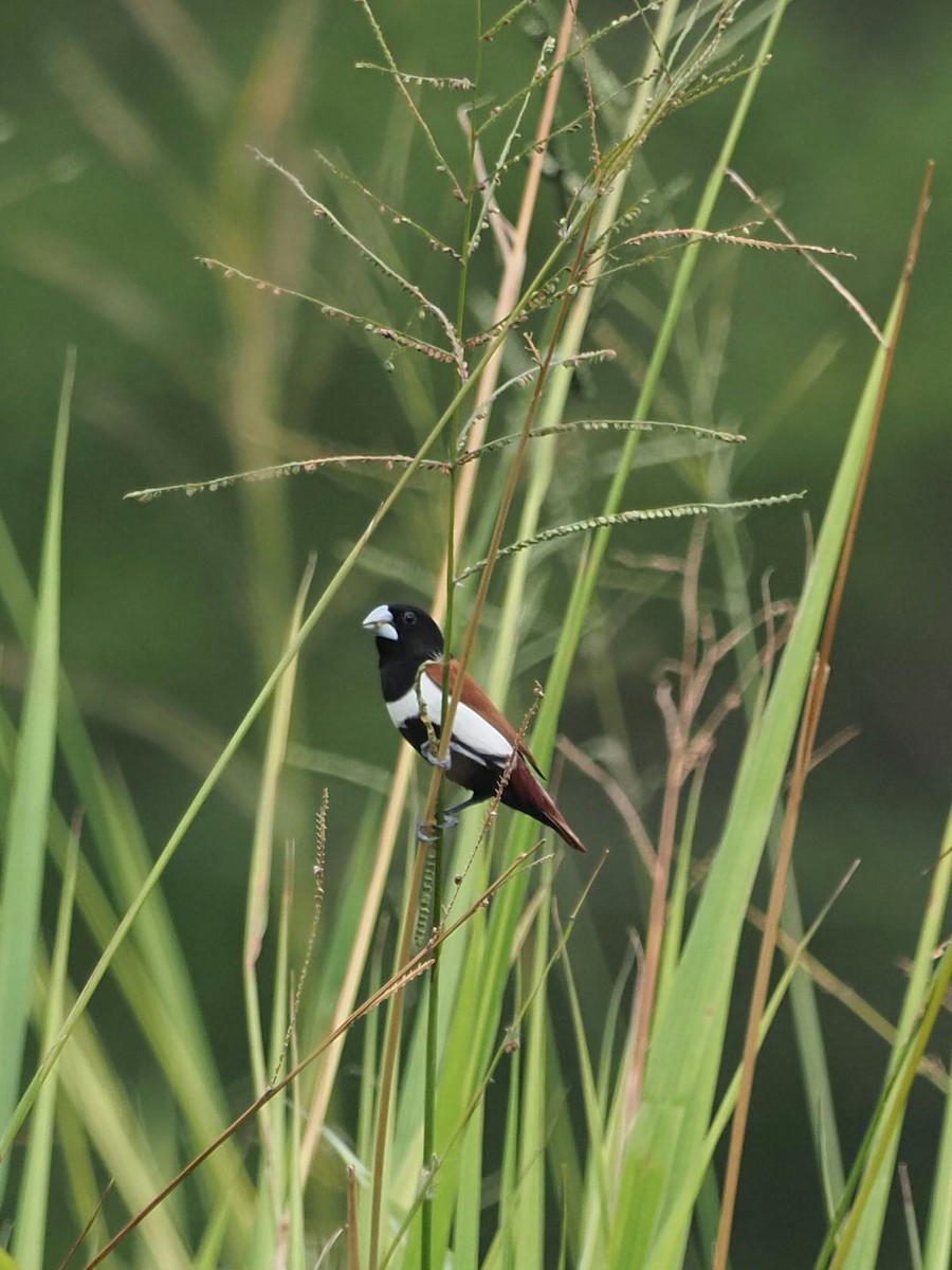 Tricolored Munia - ML637571679