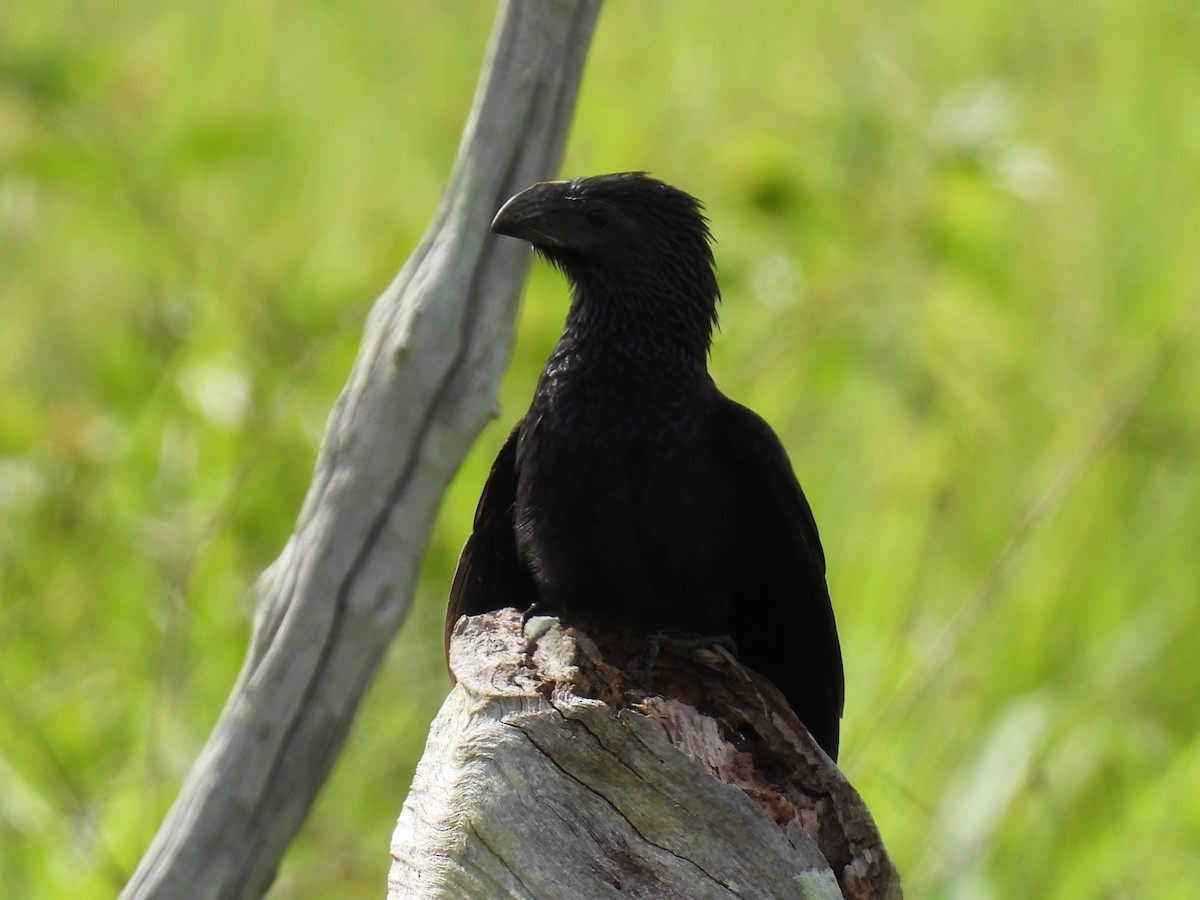 Smooth-billed Ani - ML637571843