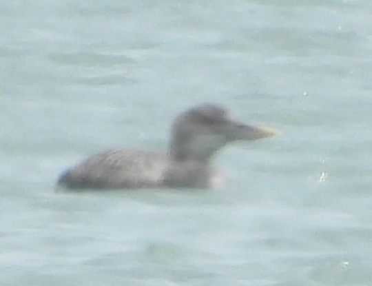 Yellow-billed Loon - ML637571871