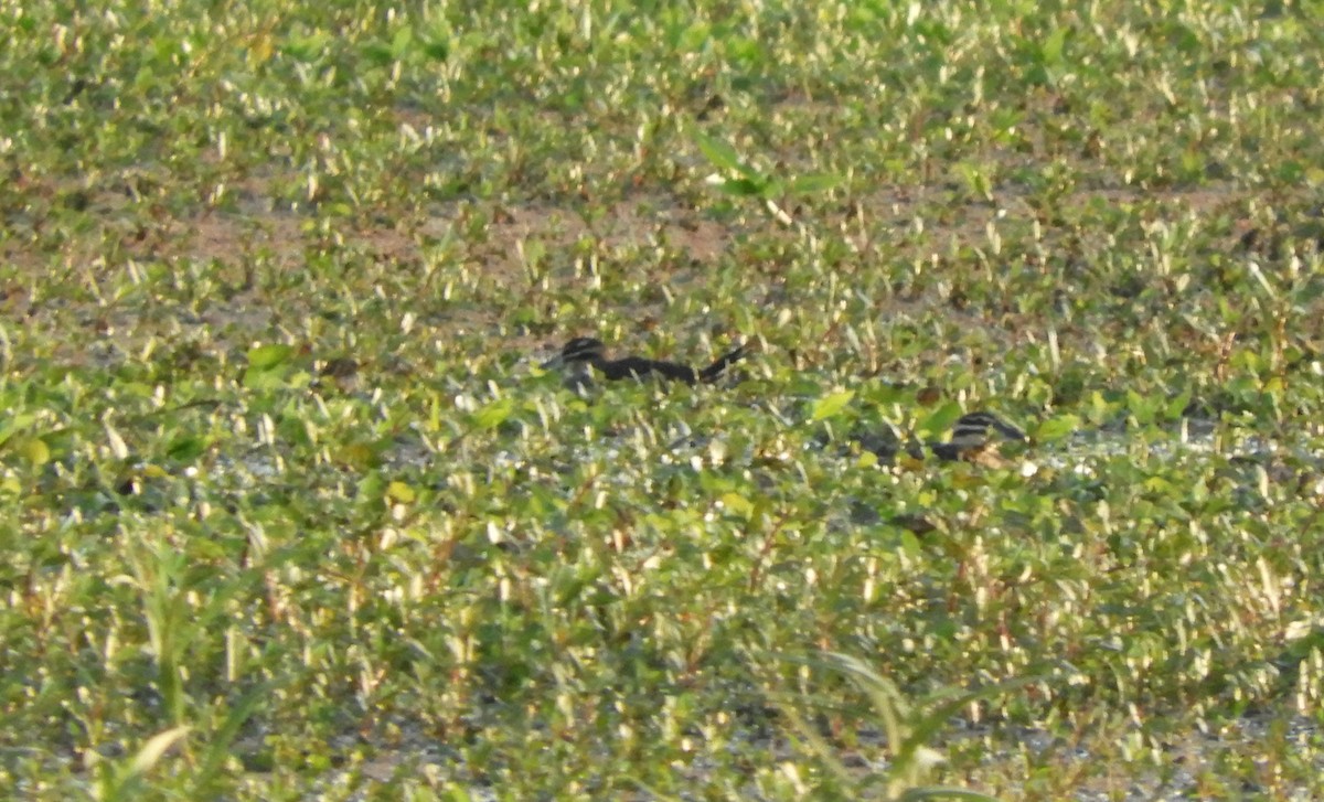 Masked Duck - ML637571927