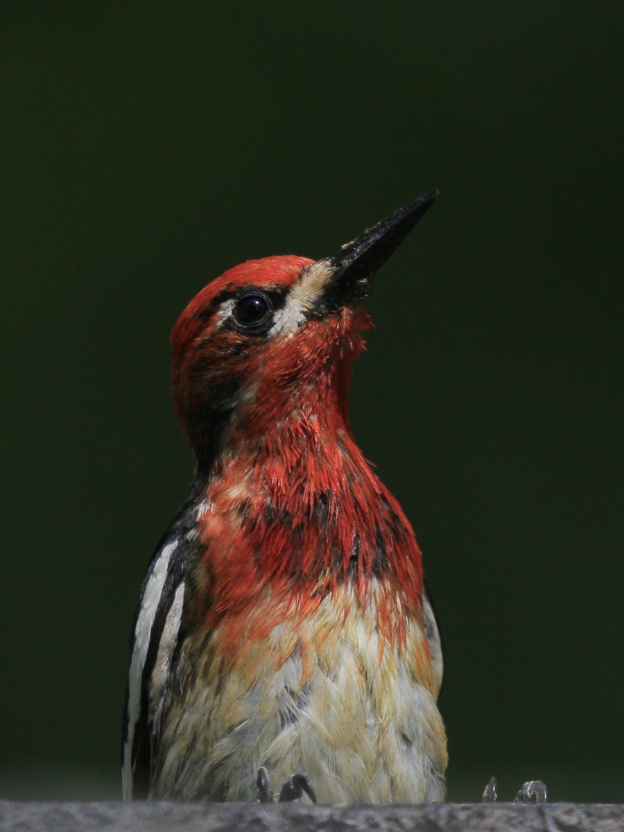 Red-breasted Sapsucker - ML637571934