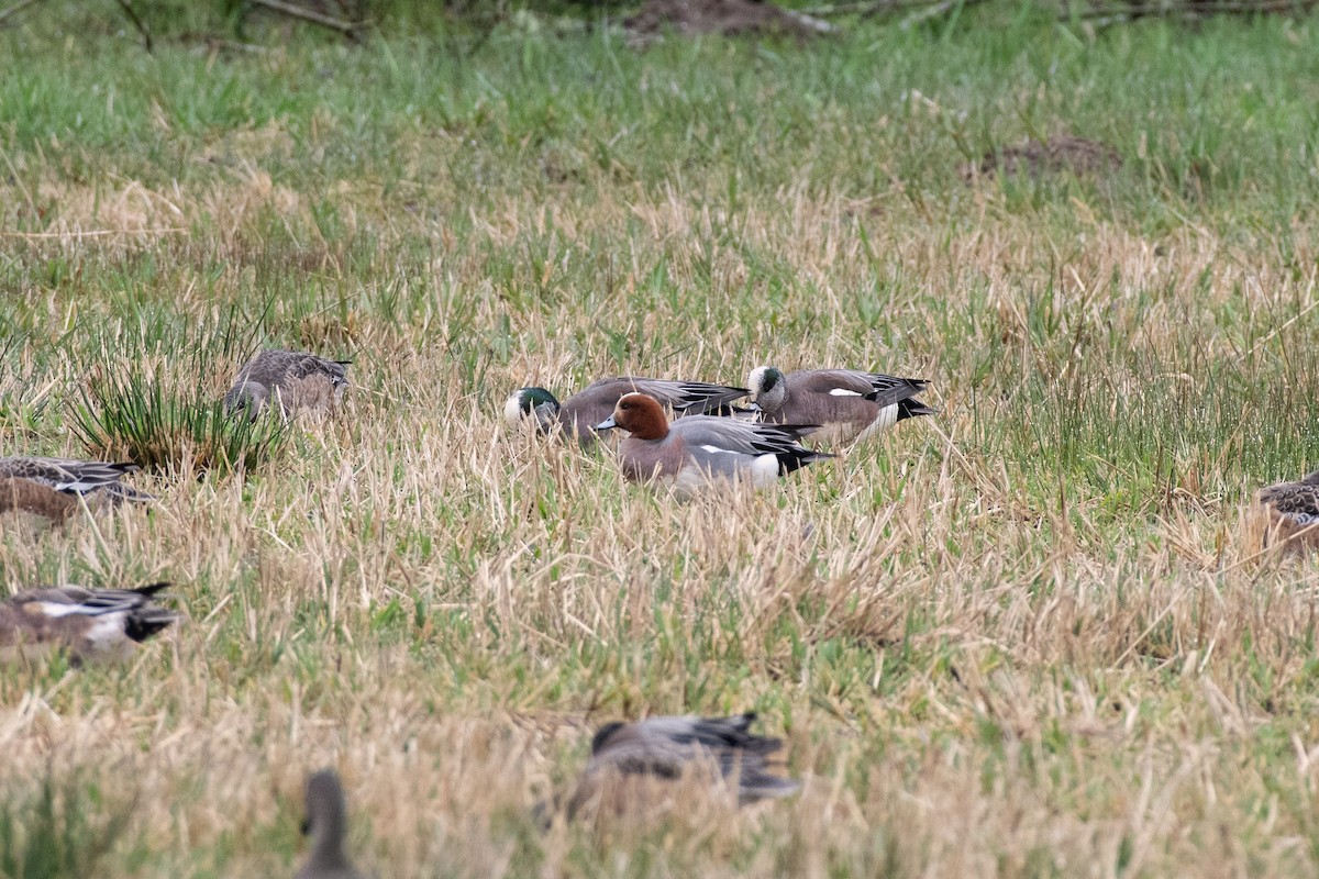 Eurasian Wigeon - ML637571951