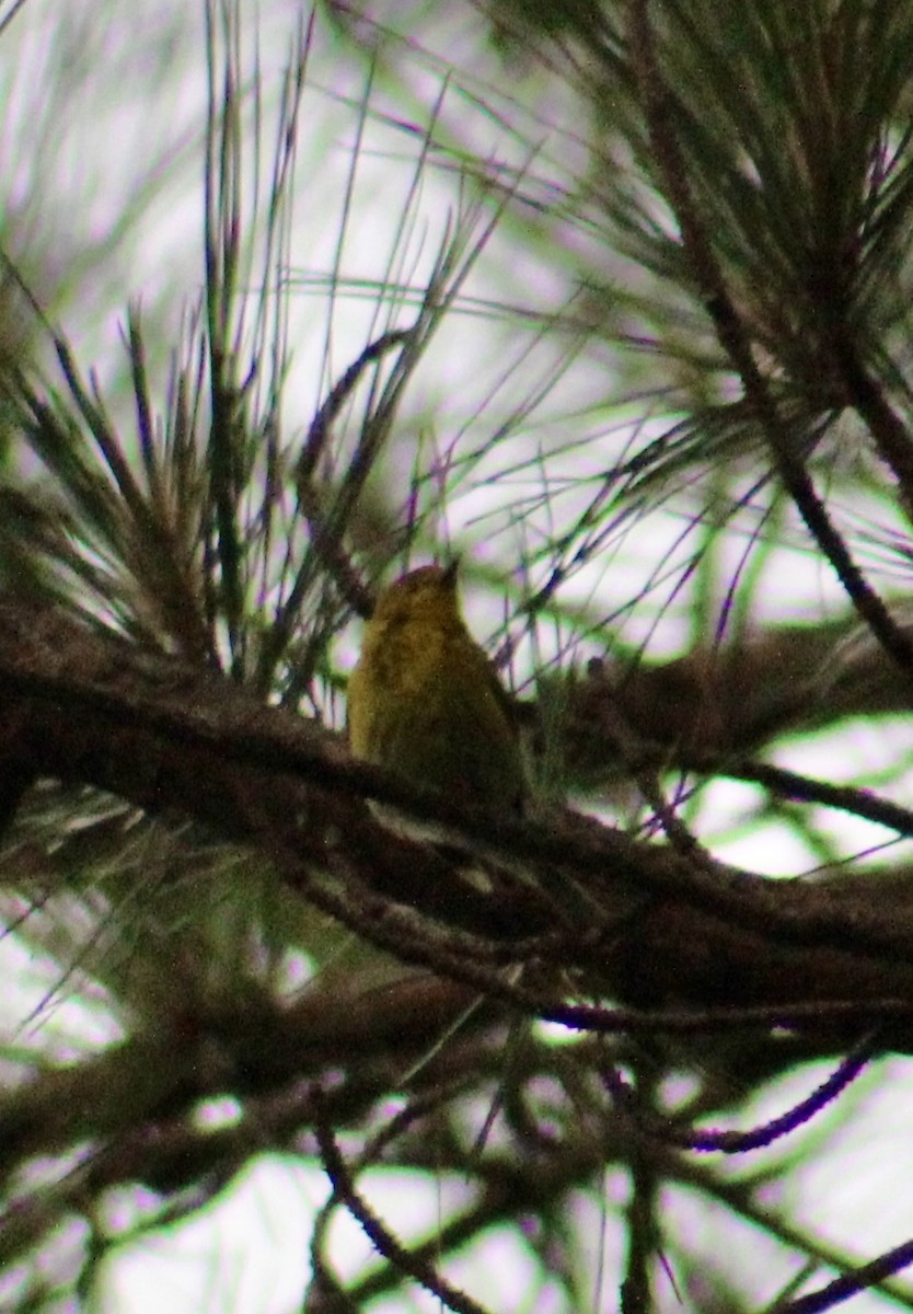Pine Warbler - ML637571971