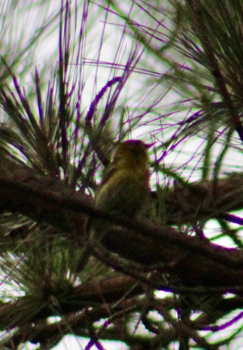 Pine Warbler - ML637571972