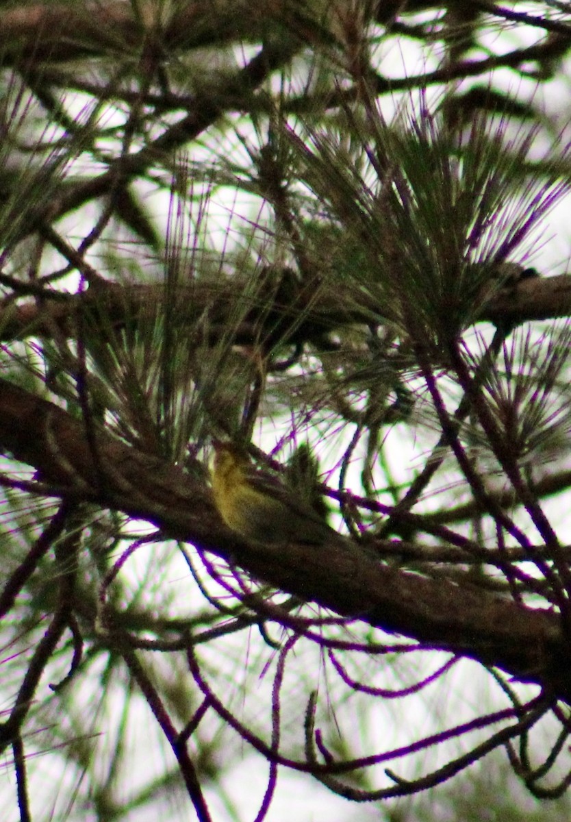 Pine Warbler - ML637571973