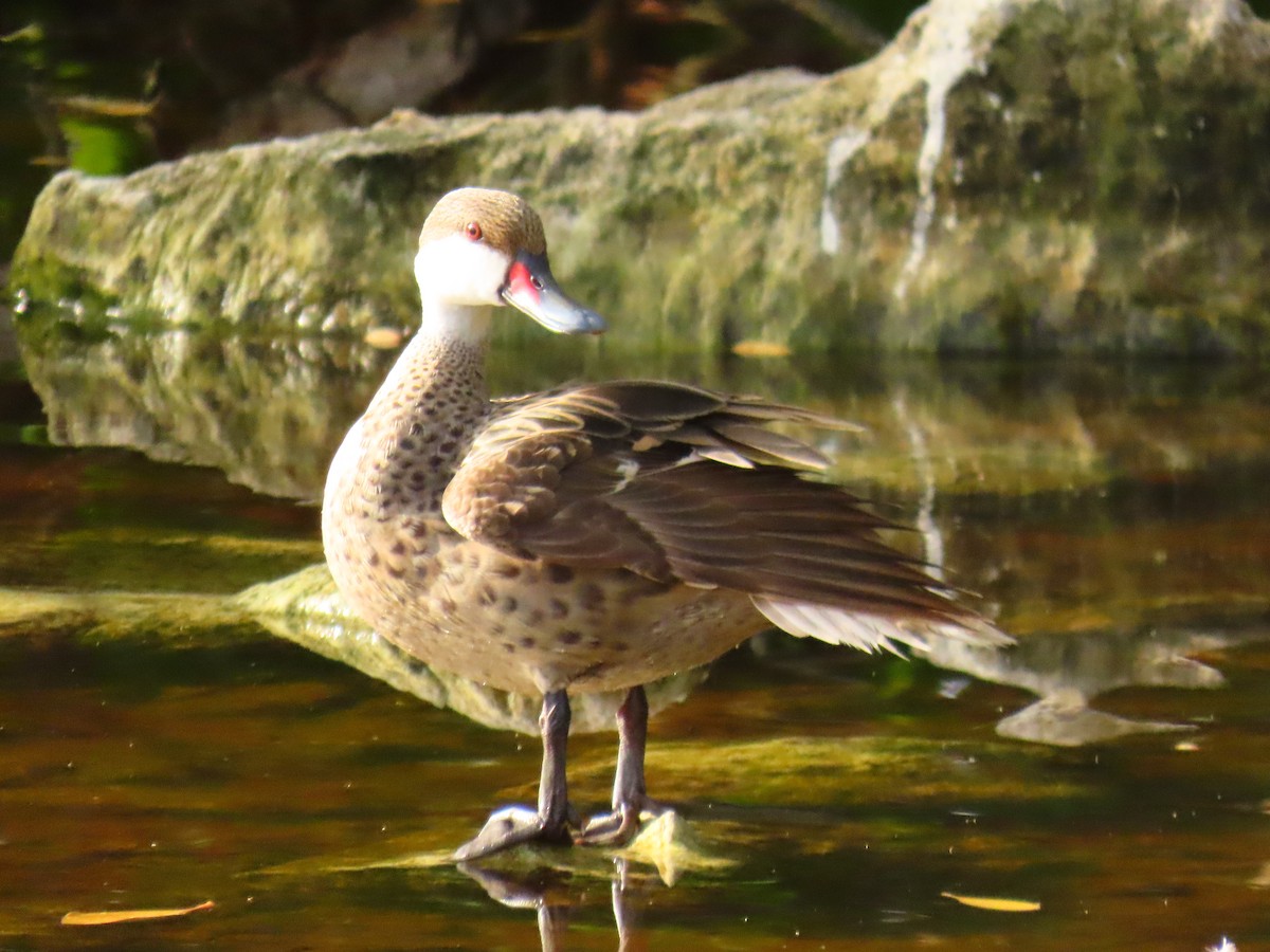 White-cheeked Pintail - ML637571979