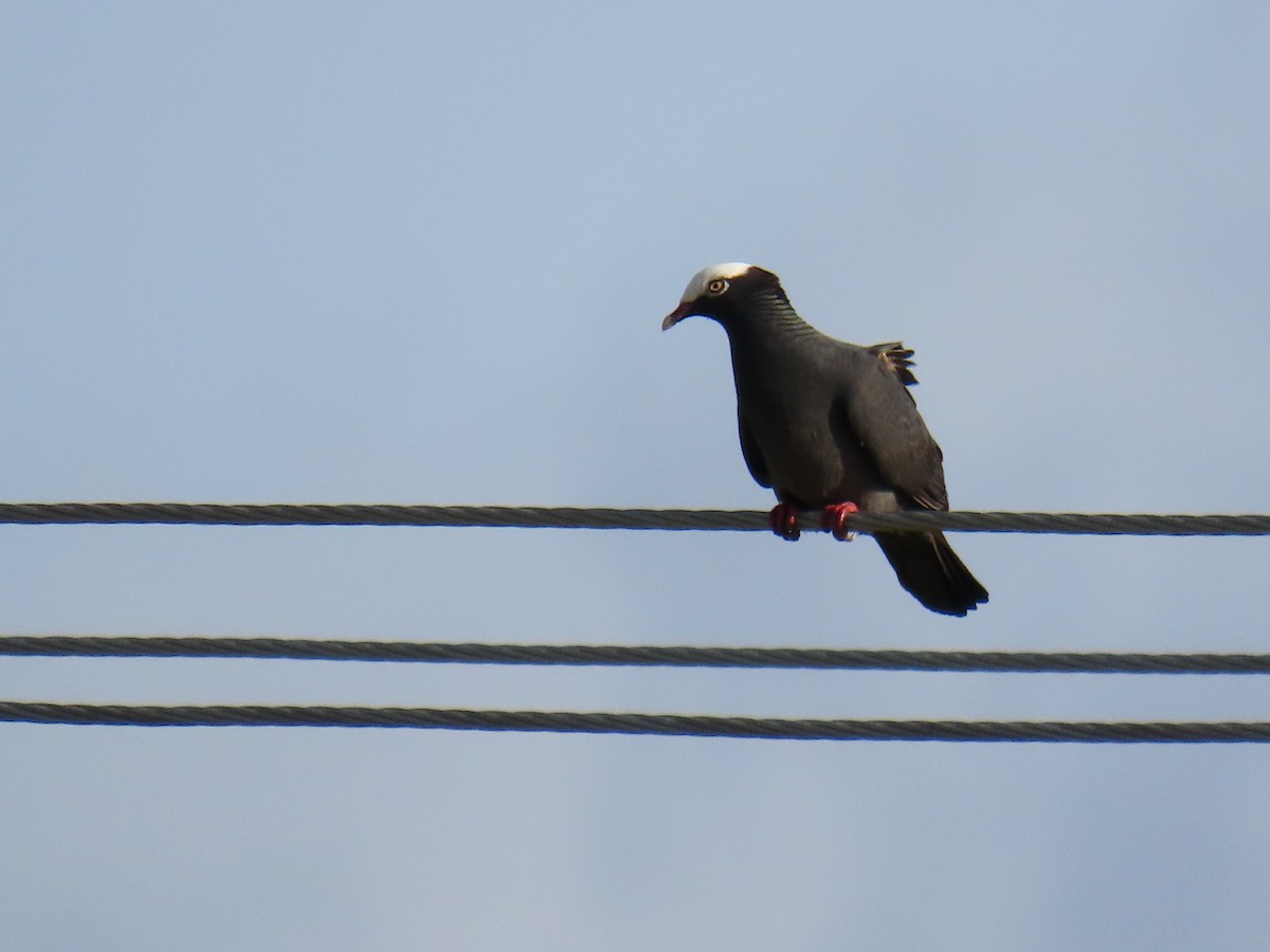 White-crowned Pigeon - ML637571981