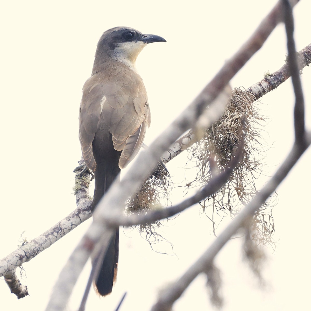 Dark-billed Cuckoo - ML637571983