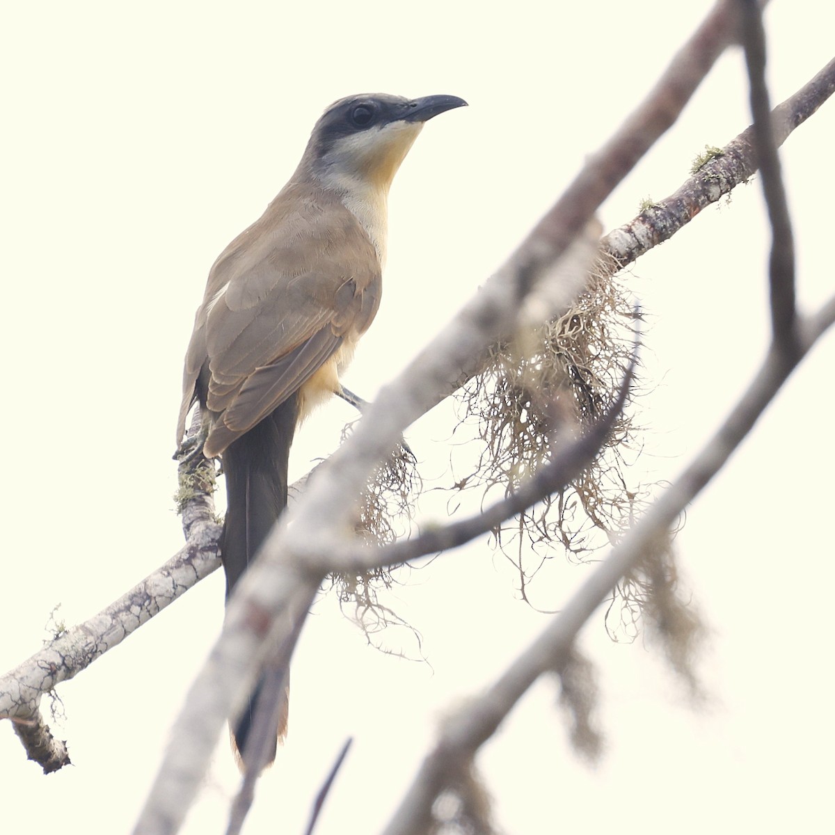 Dark-billed Cuckoo - ML637571984