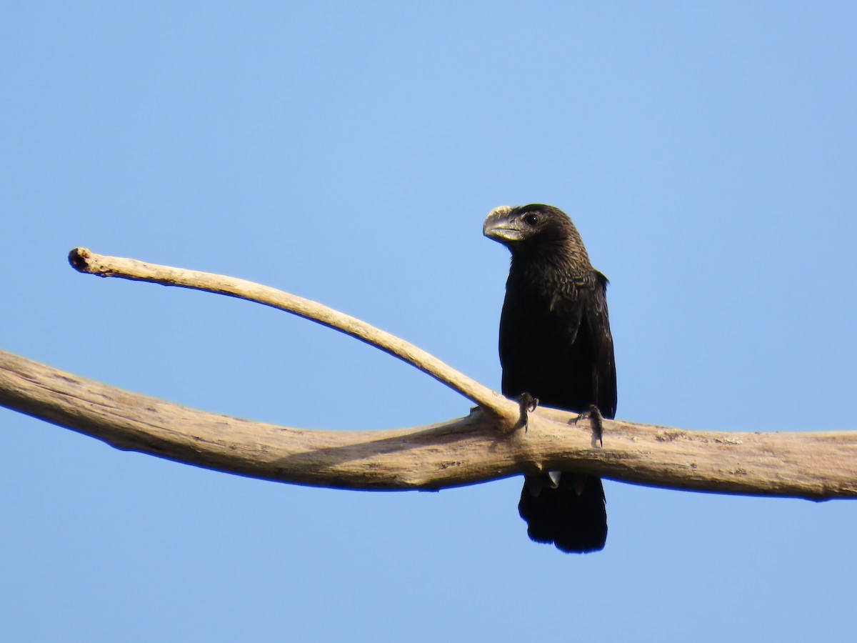 Smooth-billed Ani - ML637572008