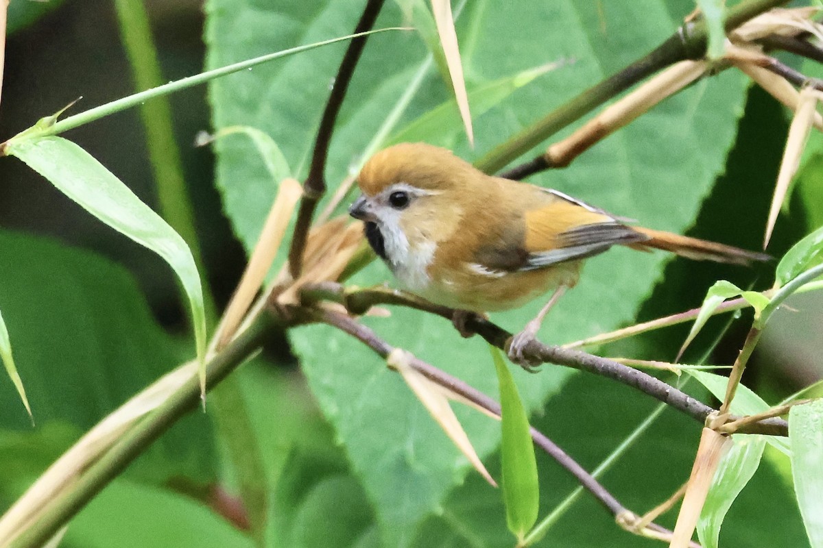 Golden Parrotbill - ML637572029