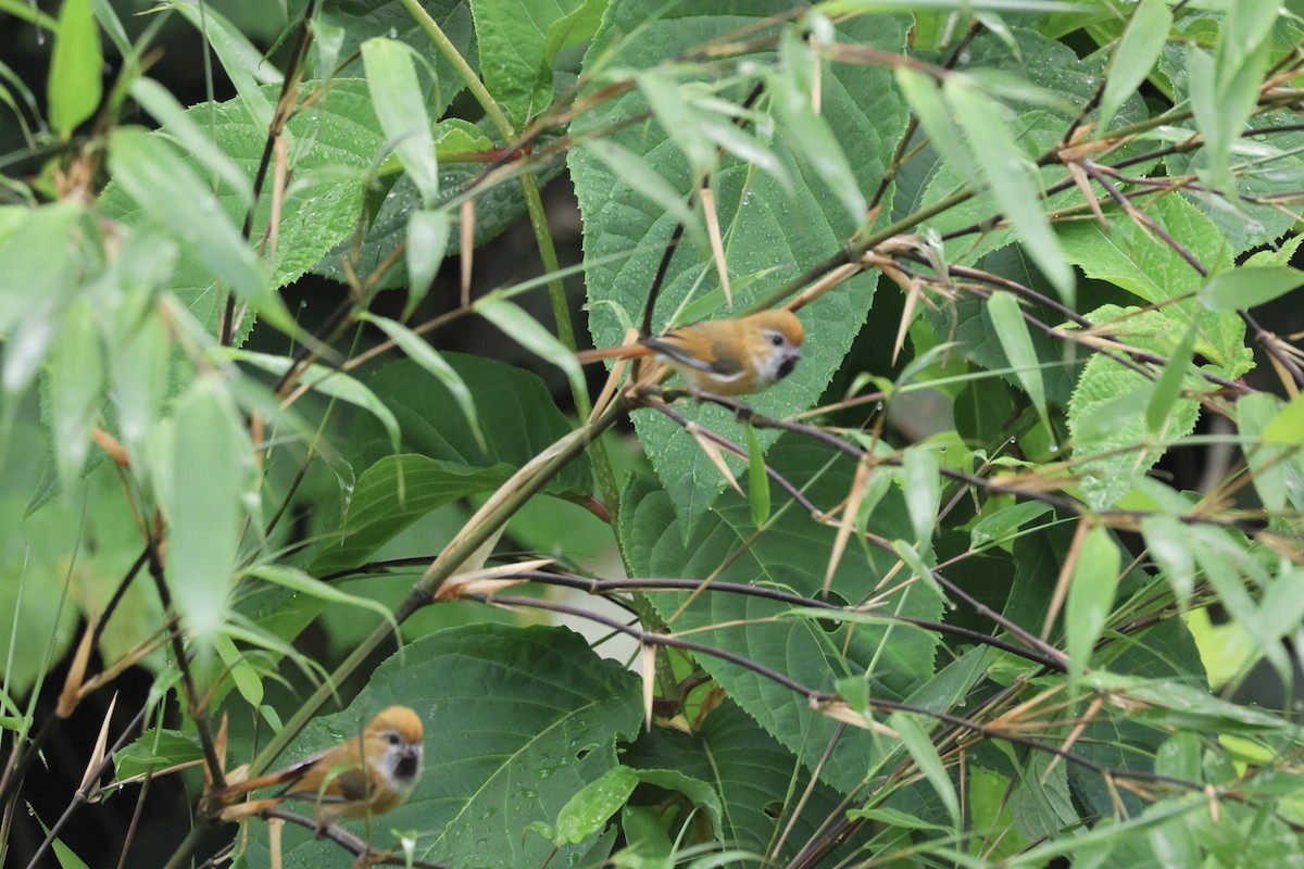 Golden Parrotbill - ML637572033