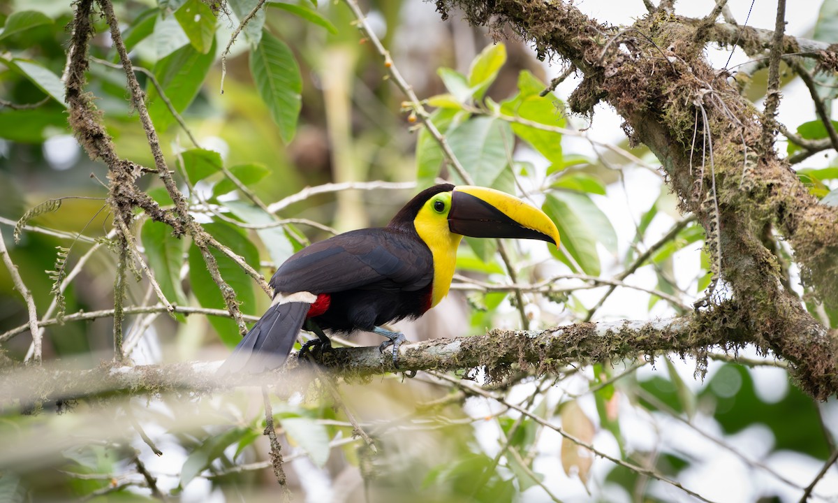 Choco Toucan - ML637572067