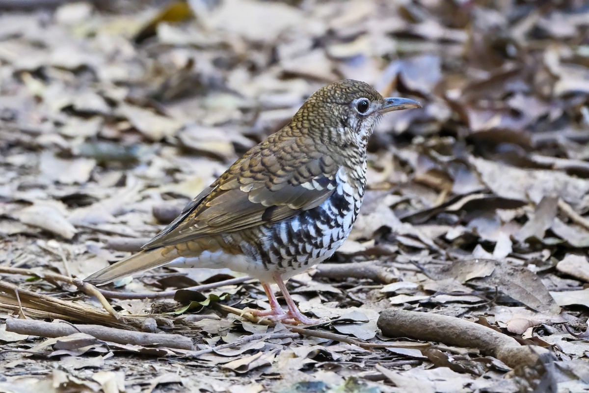 Russet-tailed Thrush - ML637572072