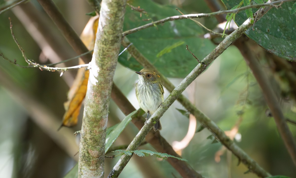 Scale-crested Pygmy-Tyrant - ML637572076