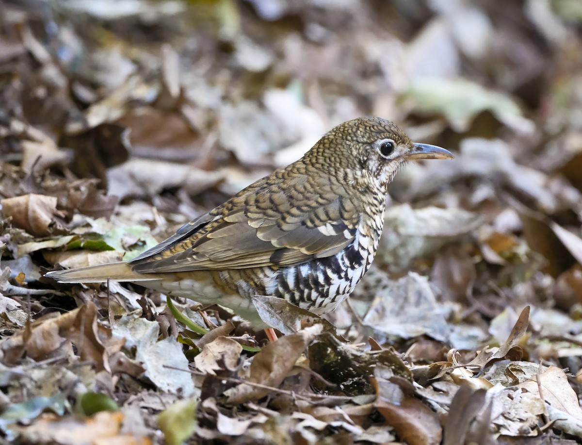 Russet-tailed Thrush - ML637572087