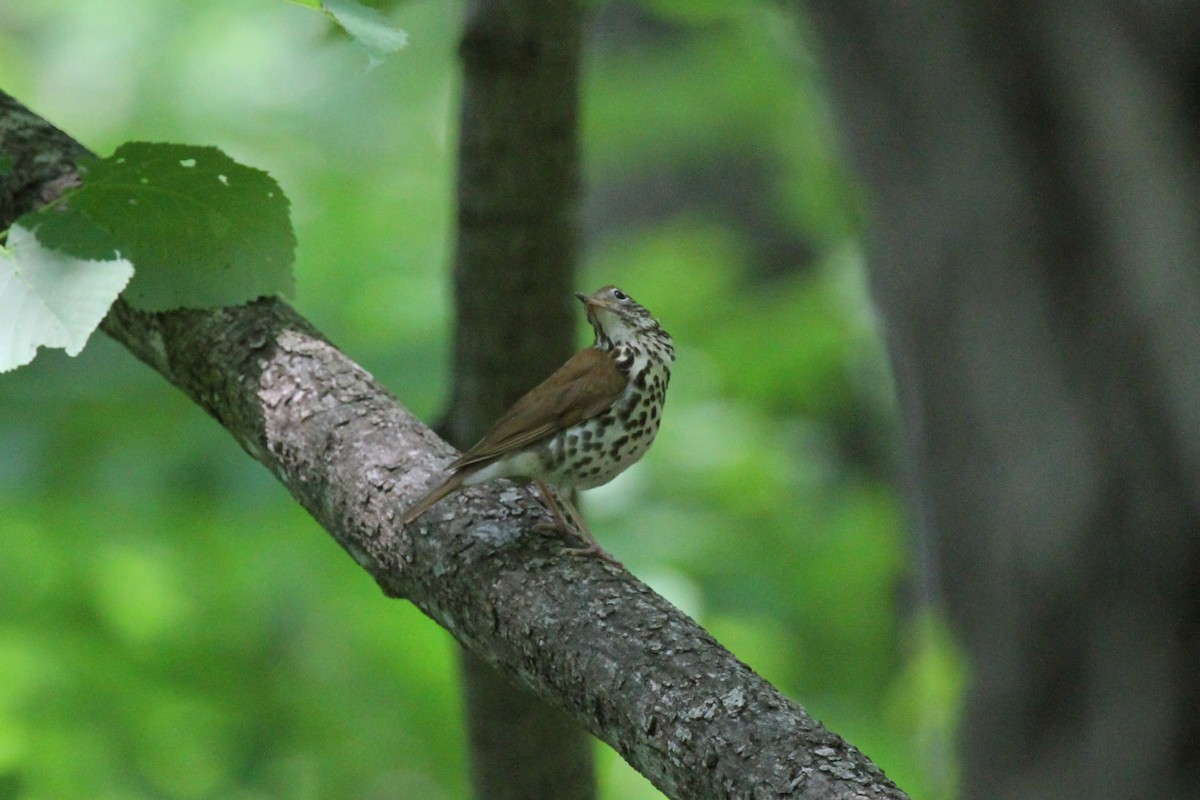 Wood Thrush - ML637572126