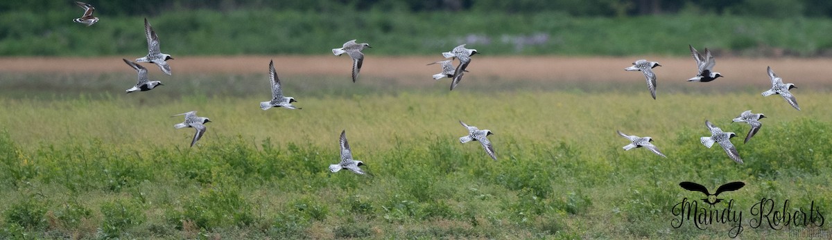 Black-bellied Plover - ML637572185