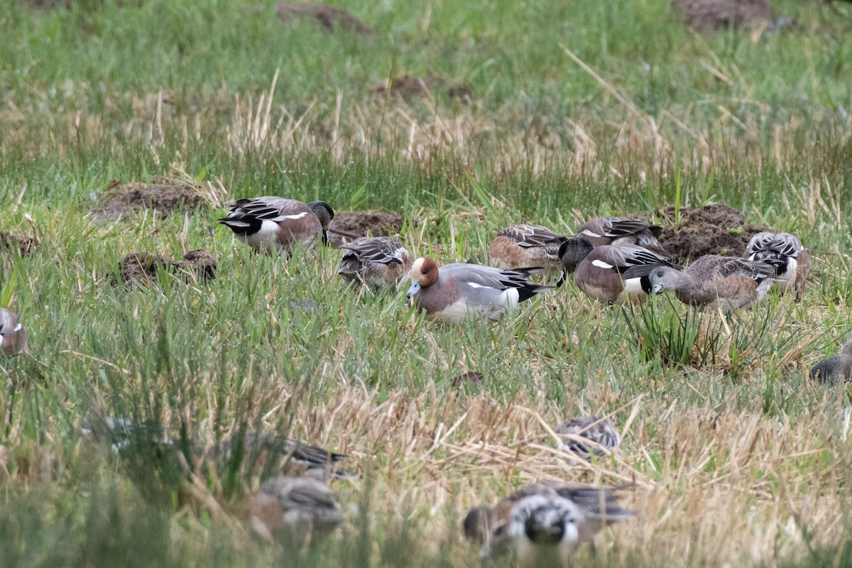 Eurasian Wigeon - ML637572201
