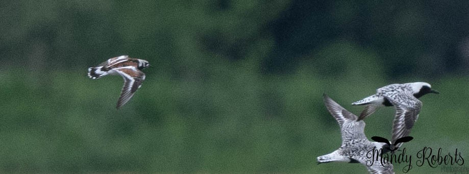 Ruddy Turnstone - ML637572205