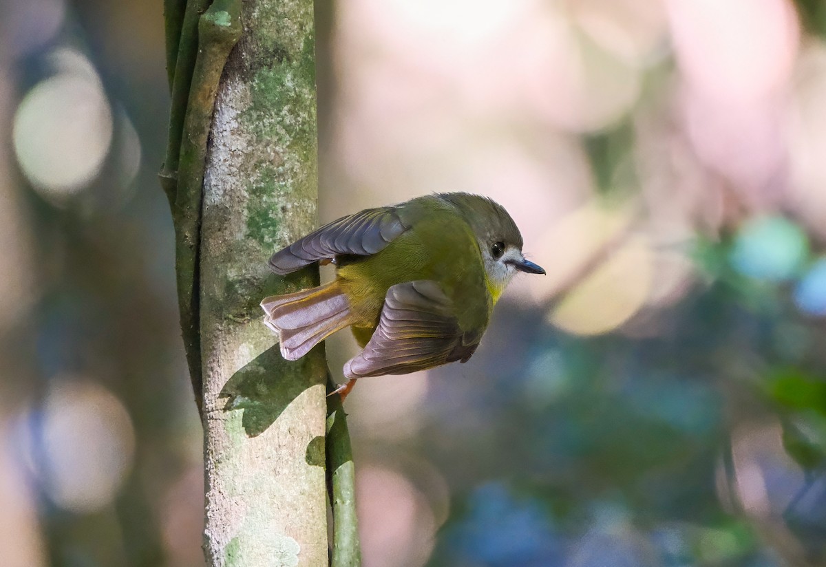 Pale-yellow Robin - ML637572217