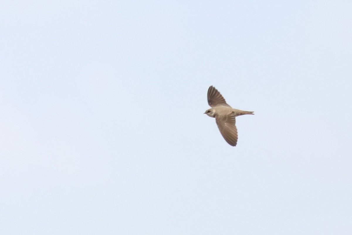 Pale Martin - ML637572245