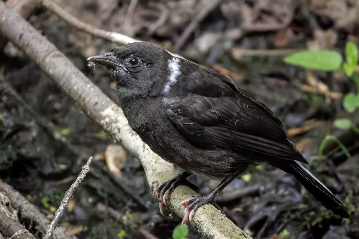 Гракл пурпуровошиїй - ML637572252