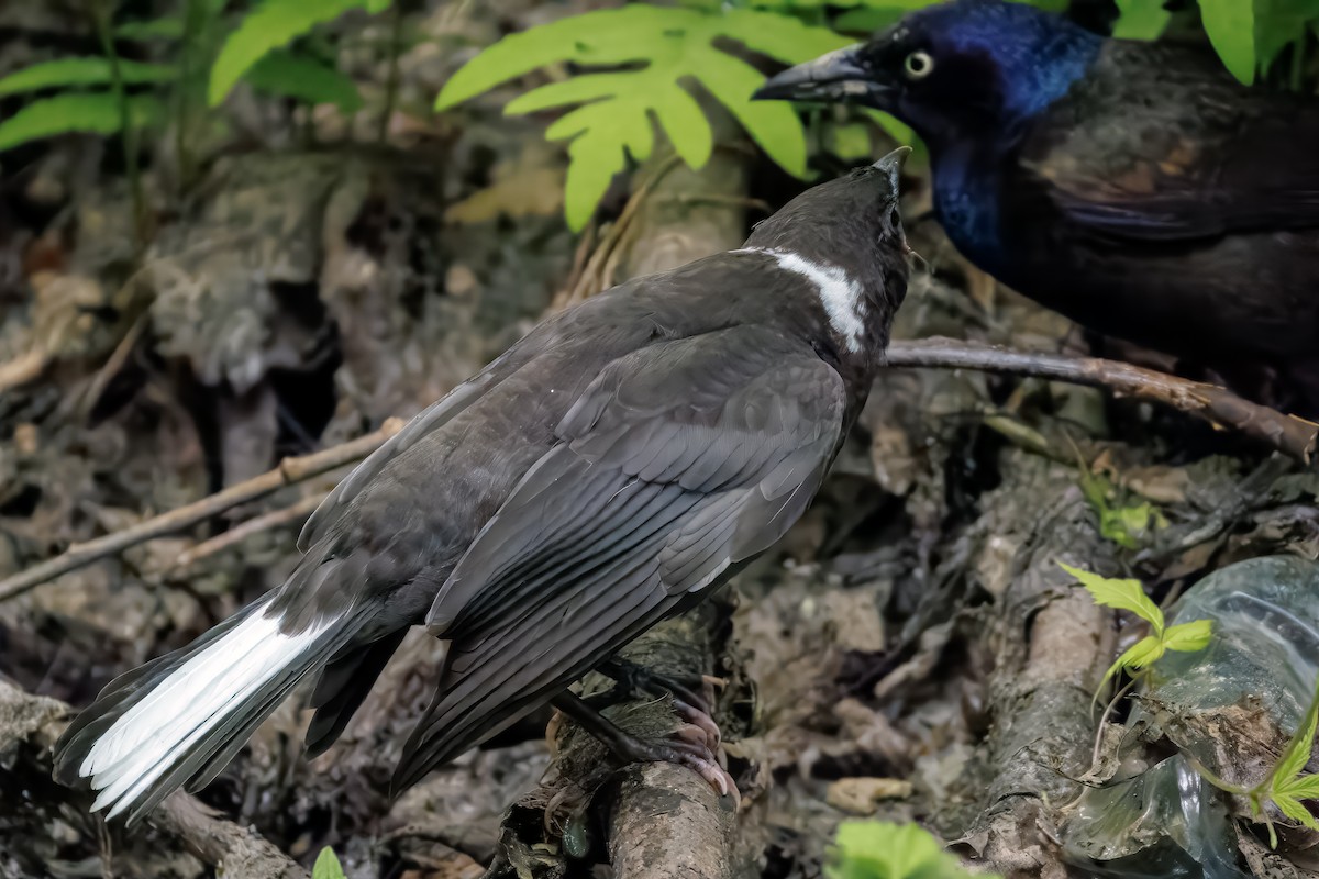 Гракл пурпуровошиїй - ML637572253