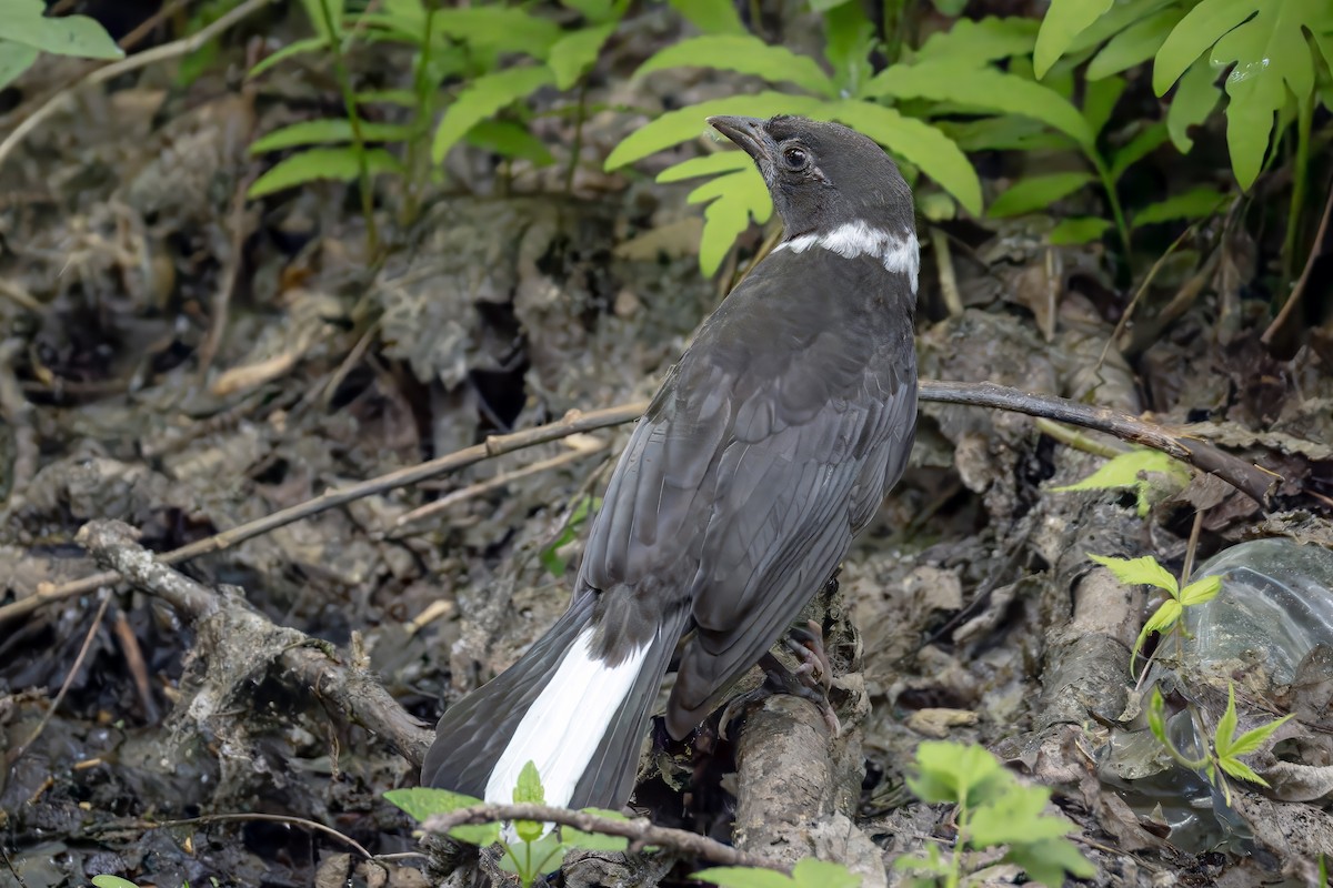 Гракл пурпуровошиїй - ML637572254