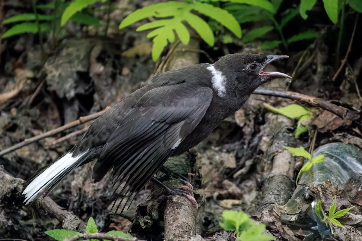 Гракл пурпуровошиїй - ML637572256