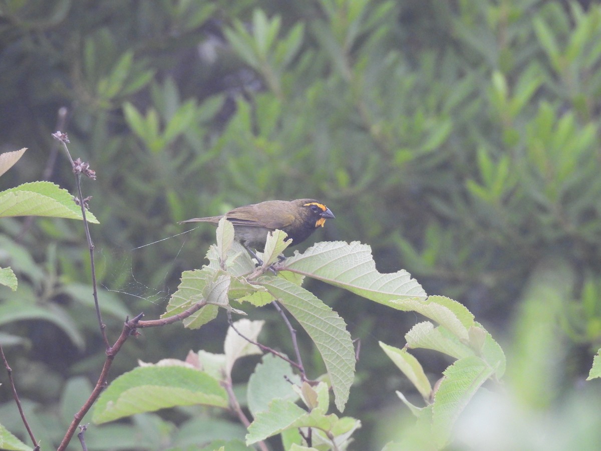 Yellow-faced Grassquit - ML637572261