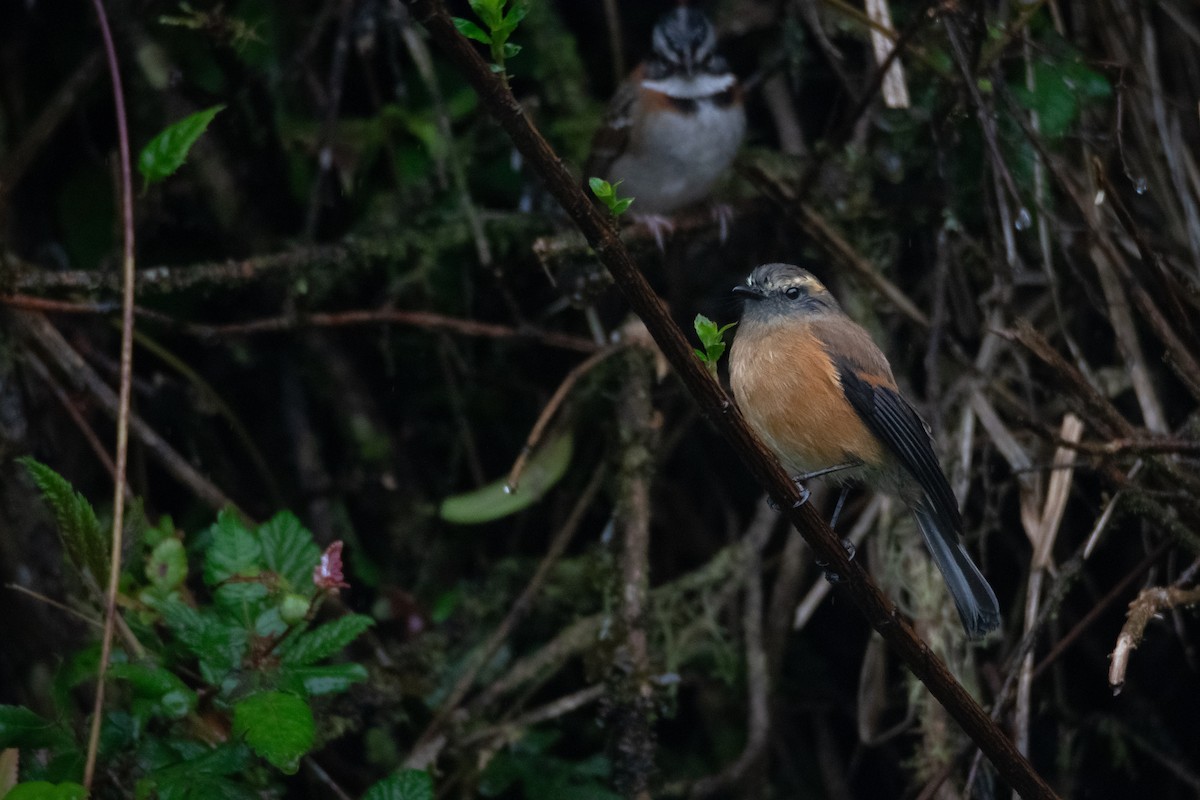 Brown-backed Chat-Tyrant - ML637572263
