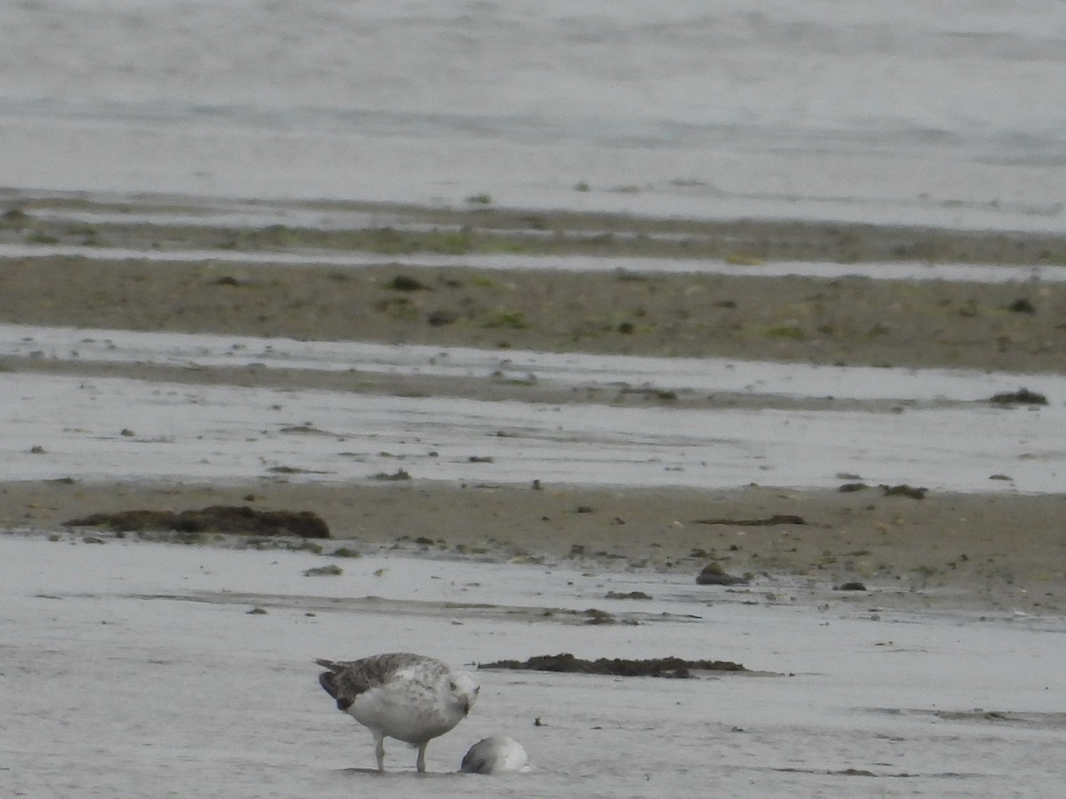 American Herring Gull - ML637572289
